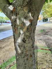 Aesculus hippocastanum