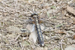 Orthetrum japonicum