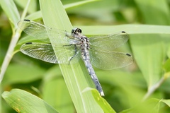 Orthetrum albistylum speciosum