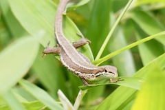 Takydromus tachydromoides