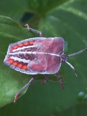 Tessaratoma papillosa