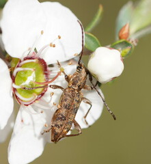 Pempsamacra dispersa