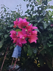 Bougainvillea