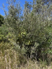 Leptospermum laevigatum