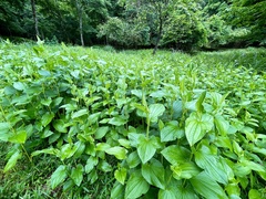 Saururus chinensis