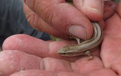 Plestiodon multivirgatus