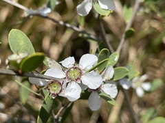 Leptospermum laevigatum