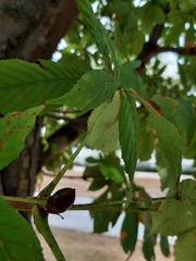 Aesculus hippocastanum