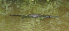 Ornithorhynchus anatinus