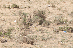 Burhinus oedicnemus