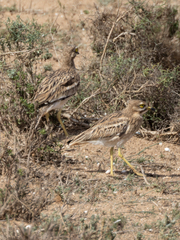 Burhinus oedicnemus