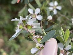 Leptospermum laevigatum