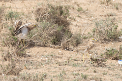 Burhinus oedicnemus