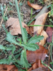 Verbena officinalis