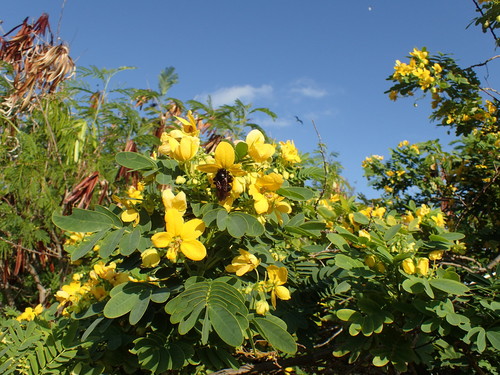 Image of Senna surattensis by (c) Martin Purdy, some rights reserved (CC BY)