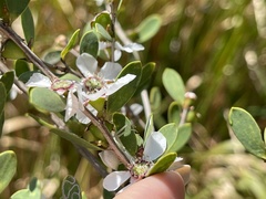 Leptospermum laevigatum
