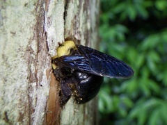 Xylocopa appendiculata circumvolans