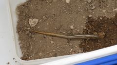Plestiodon multivirgatus