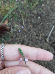 Verbena officinalis
