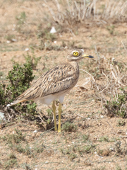 Burhinus oedicnemus