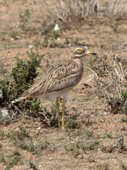 Burhinus oedicnemus