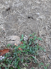 Verbena officinalis