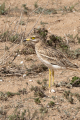 Burhinus oedicnemus