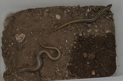 Plestiodon multivirgatus