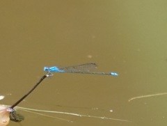 Pseudagrion
