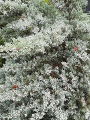Juniperus