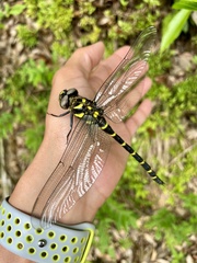 Anotogaster sieboldii sieboldii