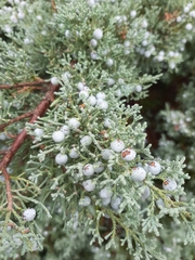 Juniperus