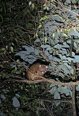 Trichosurus johnstonii