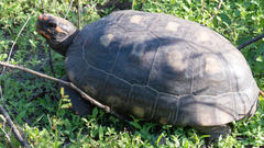 Chelonoidis carbonarius