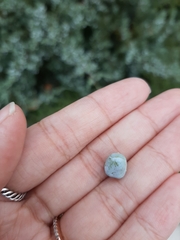 Juniperus