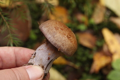 Cortinarius brunneotinctus
