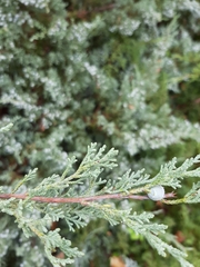 Juniperus
