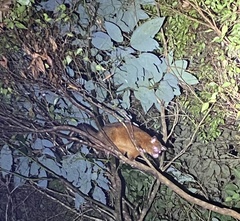 Trichosurus johnstonii