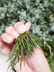 Juniperus