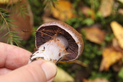 Cortinarius brunneotinctus