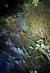 Trichosurus johnstonii