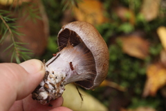 Cortinarius brunneotinctus