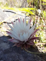 Edmondia