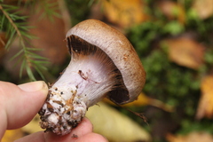 Cortinarius brunneotinctus