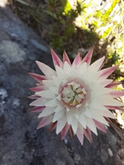 Edmondia