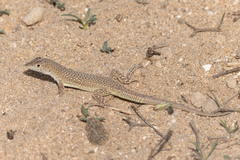 Acanthodactylus aureus