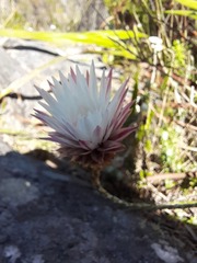 Edmondia