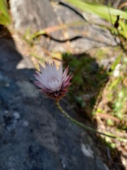 Edmondia