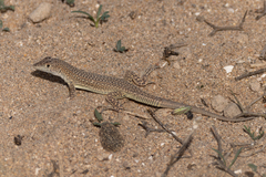 Acanthodactylus aureus