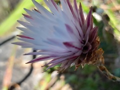 Edmondia